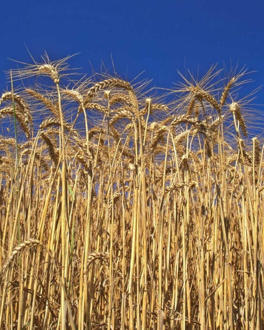Oregon, Yamhill County Tall wheat stalks White Modern Wood Framed Art Print with Double Matting by Terrill, Steve