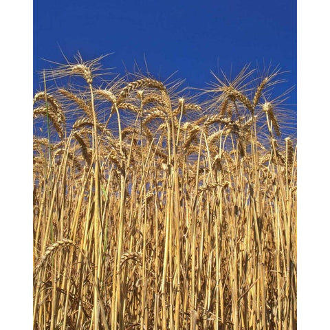 Oregon, Yamhill County Tall wheat stalks Gold Ornate Wood Framed Art Print with Double Matting by Terrill, Steve