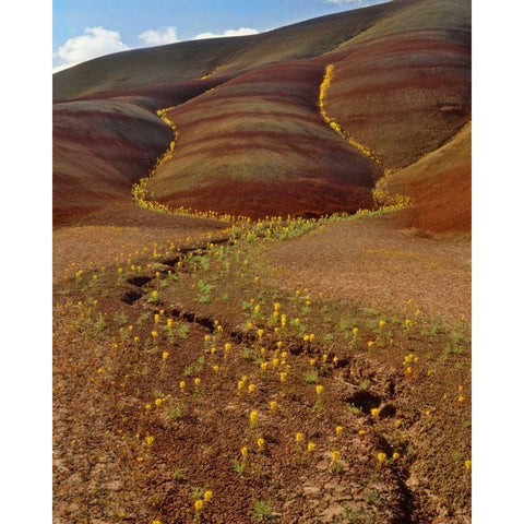 OR, Painted Hills, Yellow bee plants White Modern Wood Framed Art Print by Terrill, Steve