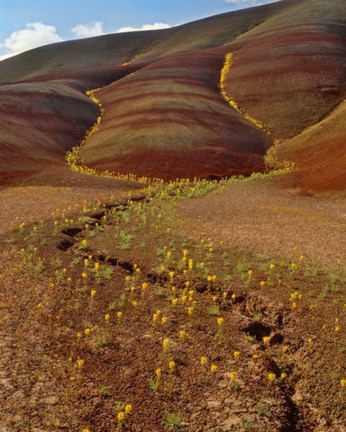 OR, Painted Hills, Yellow bee plants Black Ornate Wood Framed Art Print with Double Matting by Terrill, Steve