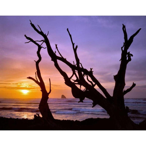 Oregon, Cape Meares Sunset framed by driftwood Black Modern Wood Framed Art Print by Terrill, Steve