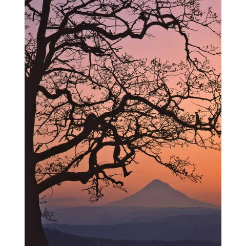 OR, Columbia Gorge Mt Hood framed by oak tree Gold Ornate Wood Framed Art Print with Double Matting by Terrill, Steve