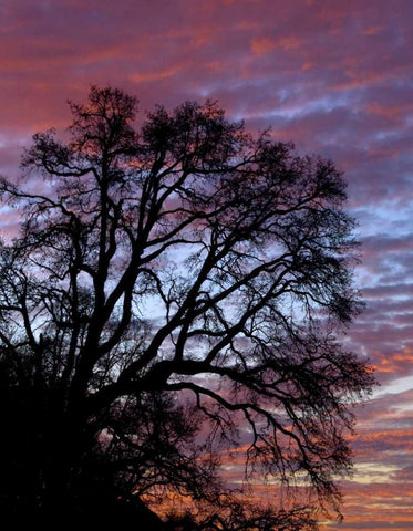 OR, Multnomah Co, Silhouette of oak at sunrise White Modern Wood Framed Art Print with Double Matting by Terrill, Steve
