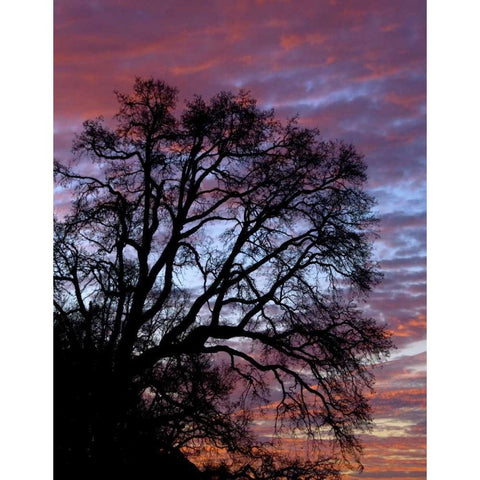 OR, Multnomah Co, Silhouette of oak at sunrise Black Modern Wood Framed Art Print by Terrill, Steve