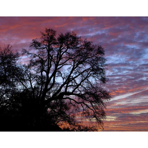 OR, Multnomah Co, Oak tree at sunrise Black Modern Wood Framed Art Print with Double Matting by Terrill, Steve