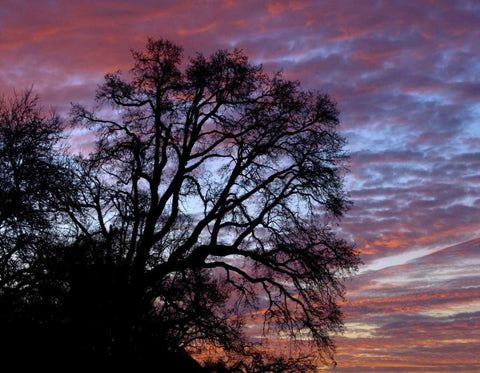 OR, Multnomah Co, Oak tree at sunrise Black Ornate Wood Framed Art Print with Double Matting by Terrill, Steve