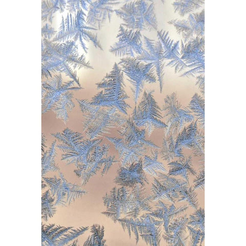 Oregon, Portland Ice crystals on window pane Gold Ornate Wood Framed Art Print with Double Matting by Terrill, Steve