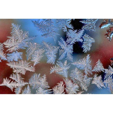 Oregon, Portland Ice crystals on window pane Black Modern Wood Framed Art Print with Double Matting by Terrill, Steve