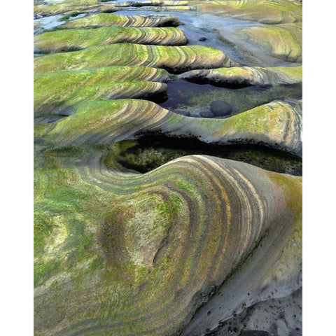 OR, Seal Rock Beach Algae-tinted sandstone Black Modern Wood Framed Art Print by Terrill, Steve