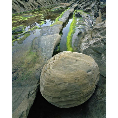 Oregon, Shore Acres SP Smooth sandstone boulder Black Modern Wood Framed Art Print with Double Matting by Terrill, Steve