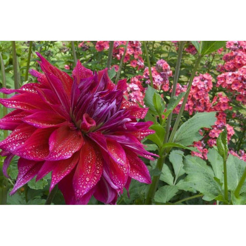 OR, Portland Dahlia and phlox with droplets Black Modern Wood Framed Art Print with Double Matting by Bush, Marie