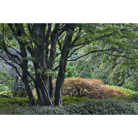 Oregon, Portland, Green lush garden scenic Black Modern Wood Framed Art Print by Bush, Marie