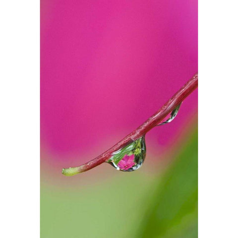 Oregon, Shore Acres Water droplet reflection Black Modern Wood Framed Art Print with Double Matting by Rotenberg, Nancy