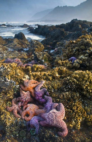 Oregon Starfish and sea stars at low tide White Modern Wood Framed Art Print with Double Matting by Rotenberg, Nancy