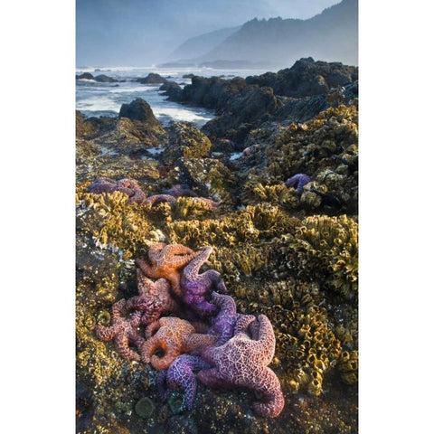 Oregon Starfish and sea stars at low tide Black Modern Wood Framed Art Print by Rotenberg, Nancy