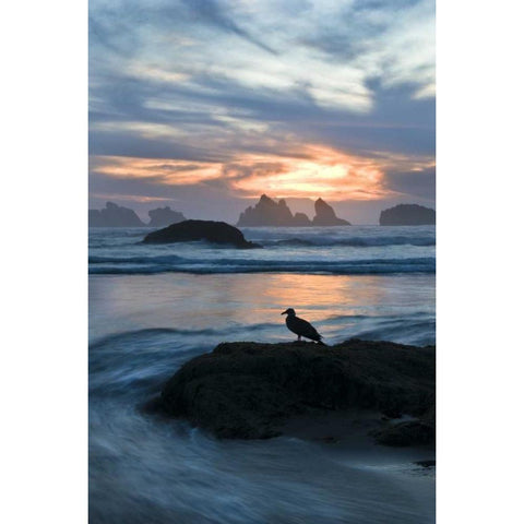 Oregon, Bandon Beach Seagull on rock at twilight Gold Ornate Wood Framed Art Print with Double Matting by Rotenberg, Nancy