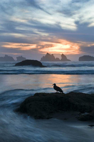 Oregon, Bandon Beach Seagull on rock at twilight White Modern Wood Framed Art Print with Double Matting by Rotenberg, Nancy