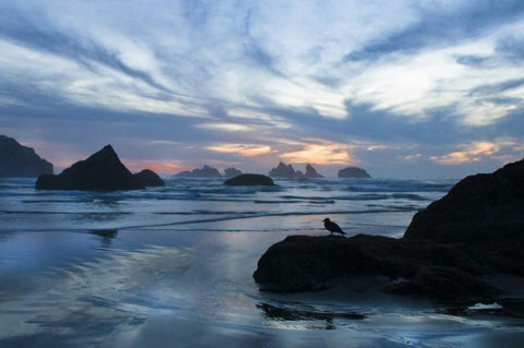Oregon, Bandon Beach Seagull on rock at twilight White Modern Wood Framed Art Print with Double Matting by Rotenberg, Nancy
