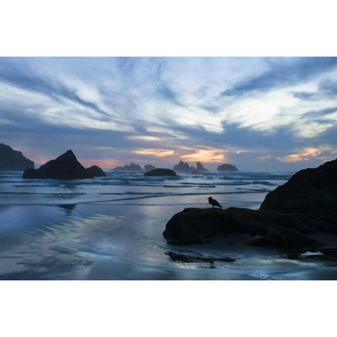 Oregon, Bandon Beach Seagull on rock at twilight Gold Ornate Wood Framed Art Print with Double Matting by Rotenberg, Nancy