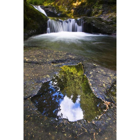 OR, Sweet Creek Trees and clouds in a Puddle White Modern Wood Framed Art Print by Rotenberg, Nancy