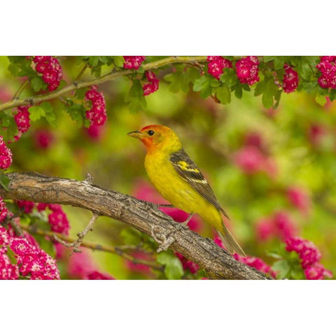 Oregon, Malheur NWR Western tanager on limb Black Modern Wood Framed Art Print by Illg, Cathy and Gordon