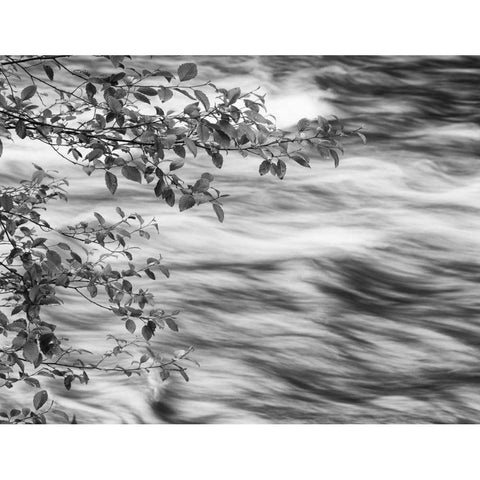 OR, Cascade Range Branches over McKenzie River Black Modern Wood Framed Art Print with Double Matting by Flaherty, Dennis