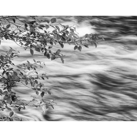 OR, Cascade Range Branches over McKenzie River White Modern Wood Framed Art Print by Flaherty, Dennis