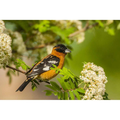 Oregon, Malheur NWR Black-headed grosbeak Black Modern Wood Framed Art Print with Double Matting by Illg, Cathy and Gordon
