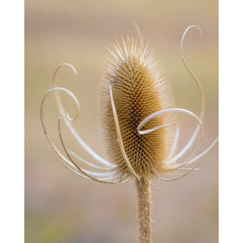 Oregon, Malheur NWR Dried teasel plant White Modern Wood Framed Art Print by Paulson, Don