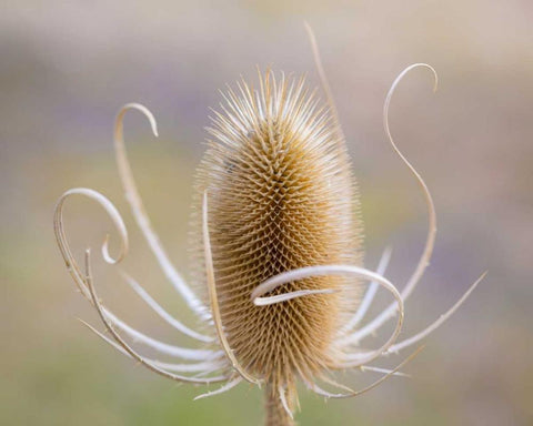 Oregon, Malheur NWR Dried teasel plant Black Ornate Wood Framed Art Print with Double Matting by Paulson, Don