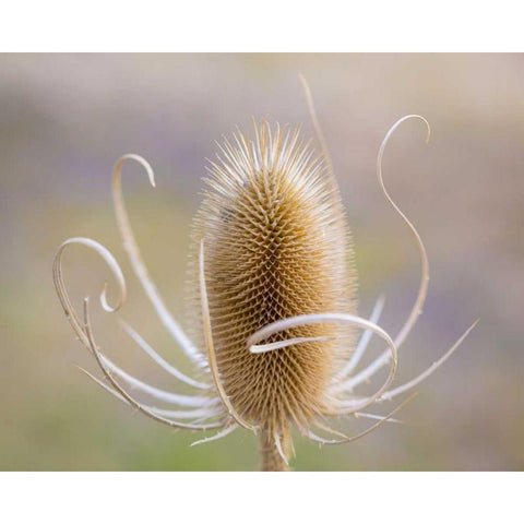 Oregon, Malheur NWR Dried teasel plant Black Modern Wood Framed Art Print by Paulson, Don