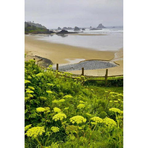 OR, Ecola SP Cow parsnip near Indian Beach Black Modern Wood Framed Art Print with Double Matting by Carter, Jean