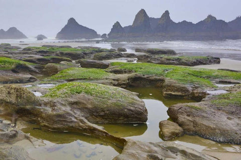 Oregon, Seal Rock SP Rocky beach at low tide White Modern Wood Framed Art Print with Double Matting by Carter, Jean