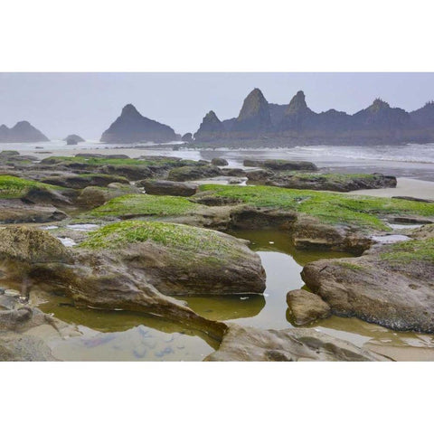 Oregon, Seal Rock SP Rocky beach at low tide Black Modern Wood Framed Art Print by Carter, Jean