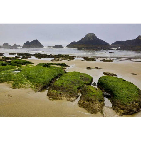 Oregon, Seal Rock SP Rocky beach at low tide Black Modern Wood Framed Art Print by Carter, Jean