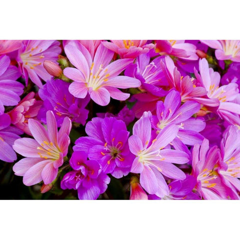 USA, Oregon Columbian lewisia flowers close-up White Modern Wood Framed Art Print by Carter, Jean