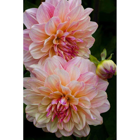 Oregon, Shore Acres SP Dahlia flowers White Modern Wood Framed Art Print by Carter, Jean