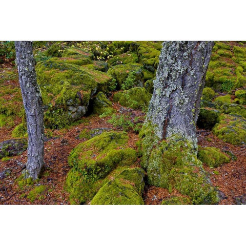 Oregon, Rogue River Wilderness Mossy rocks Gold Ornate Wood Framed Art Print with Double Matting by Carter, Jean