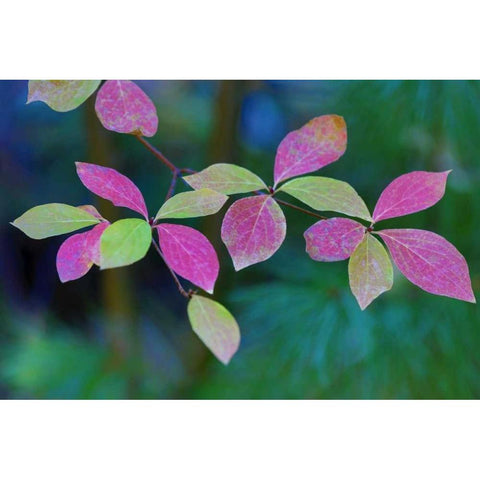 OR, Rogue River Wilderness Wild dogwood leaves Black Modern Wood Framed Art Print by Carter, Jean