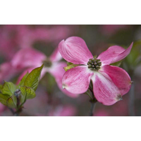 USA, Oregon Pink dogwood blossom close-up Black Modern Wood Framed Art Print by Carter, Jean