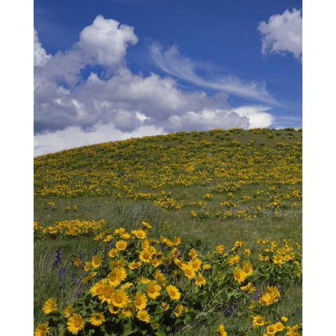 OR, Columbia Gorge Balsamroot and lupine Black Modern Wood Framed Art Print with Double Matting by Terrill, Steve