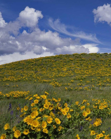OR, Columbia Gorge Balsamroot and lupine Black Ornate Wood Framed Art Print with Double Matting by Terrill, Steve