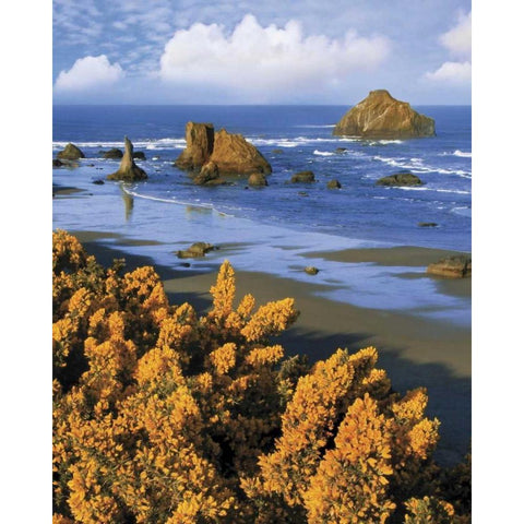 Oregon, Bandon Face Rock and wild gorse plants Black Modern Wood Framed Art Print with Double Matting by Terrill, Steve