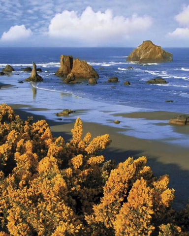 Oregon, Bandon Face Rock and wild gorse plants Black Ornate Wood Framed Art Print with Double Matting by Terrill, Steve