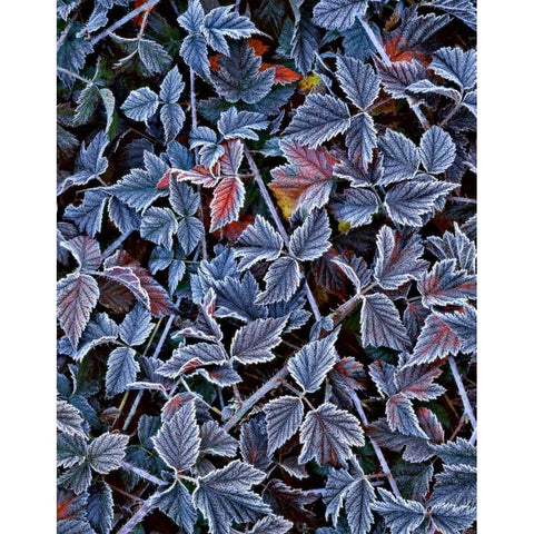 USA, Oregon Frost on wild blackberry bush White Modern Wood Framed Art Print by Terrill, Steve