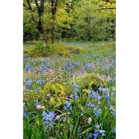 Oregon, Flowers in Camassia Natural Area Black Modern Wood Framed Art Print by Terrill, Steve