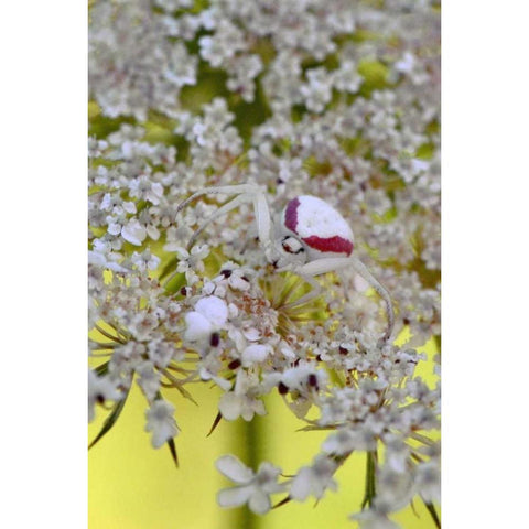USA, Oregon Crab spider on wild carrot bloom Black Modern Wood Framed Art Print by Terrill, Steve