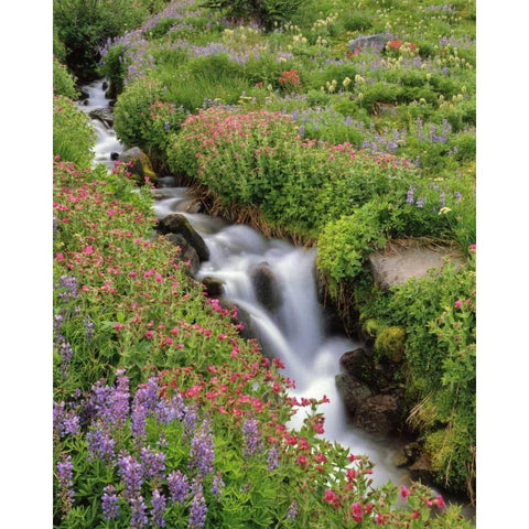 OR, Mt Hood, Flowers along Elk Cove Creek Black Modern Wood Framed Art Print by Terrill, Steve