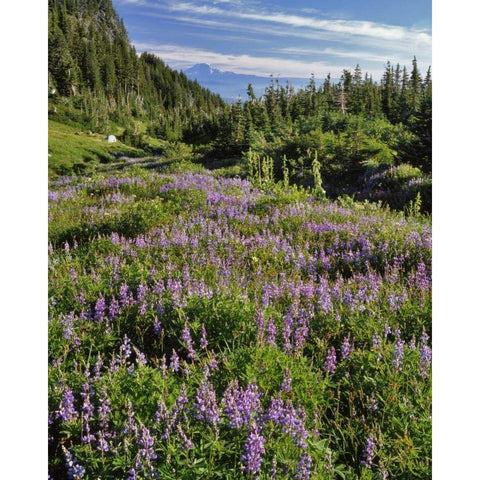 Oregon, Mount Hood Wilderness Lupine in Elk Cove Black Modern Wood Framed Art Print by Terrill, Steve