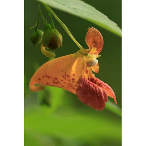 Oregon, Oregon Close-up of jewelweed flower White Modern Wood Framed Art Print by Terrill, Steve